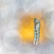 “Glamourpillar”. Aparentemente se trata del gusano de una mariposa cola de golondrina. Fue finalista y fue tomada en Italia.
Foto: Henrik Spranz